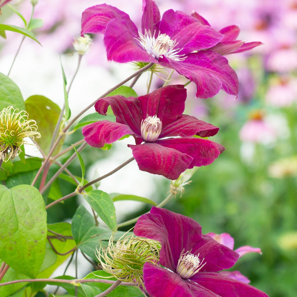 Clematite 'Rouge Cardinal' - Clématis Rouge Cardinal - Bakker