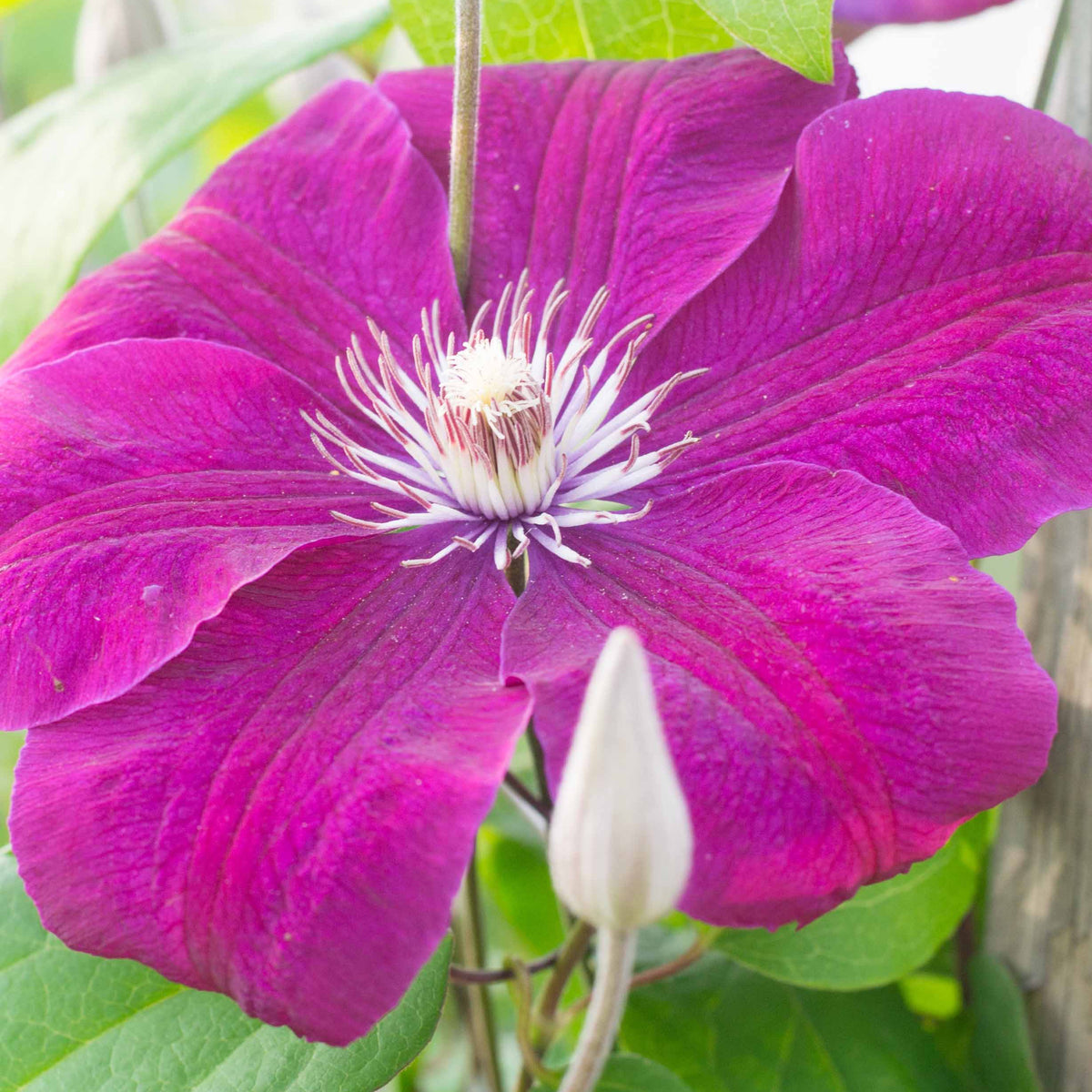 Clématite - Clematite 'Rouge Cardinal' - Clématis Rouge Cardinal