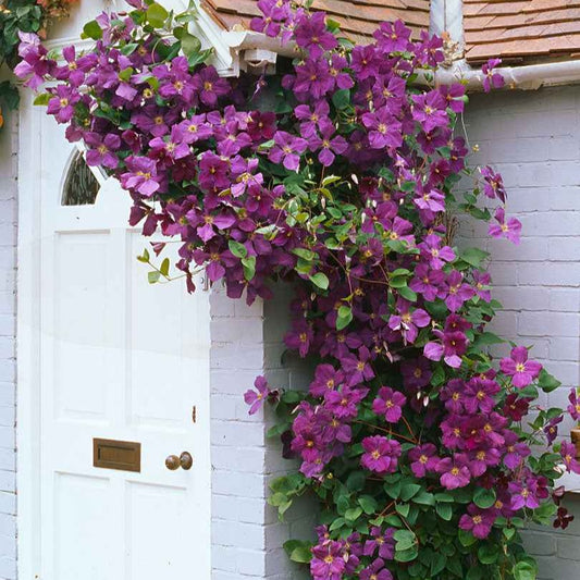 Clématite 'Jackmanii' - Bakker