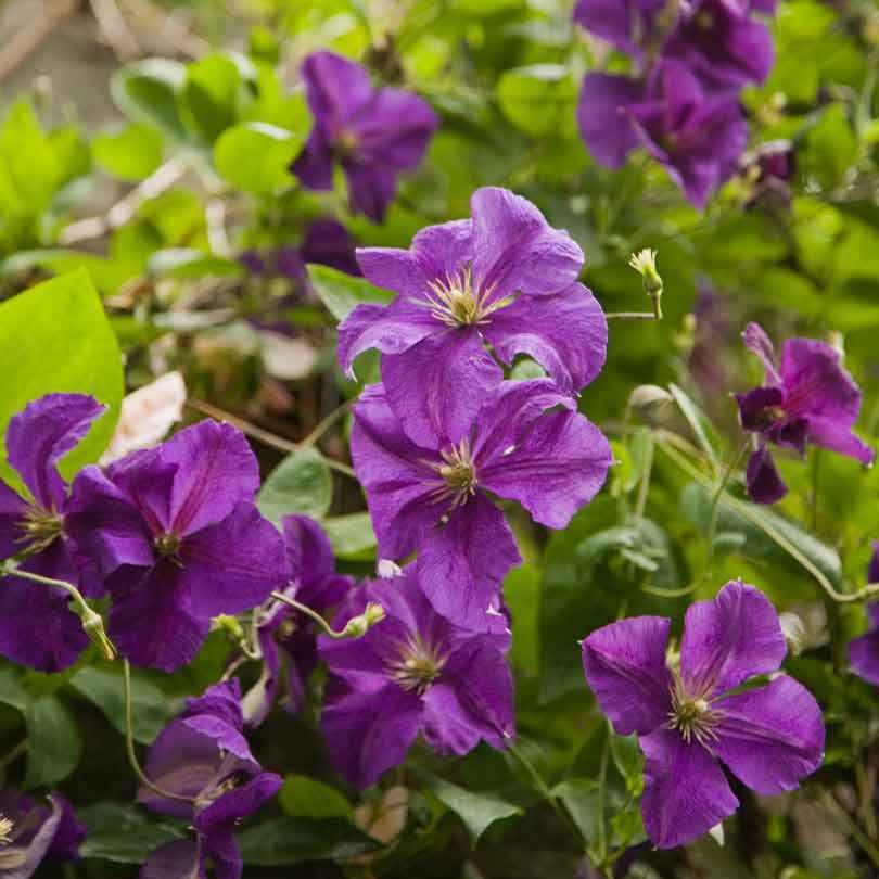 Clematis Jackmanii - Clématite 'Jackmanii' - Clématite