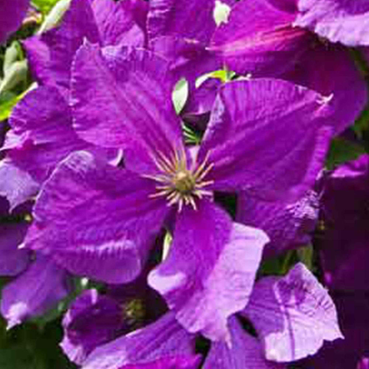 Clématite - Clématite 'Jackmanii' - Clematis Jackmanii