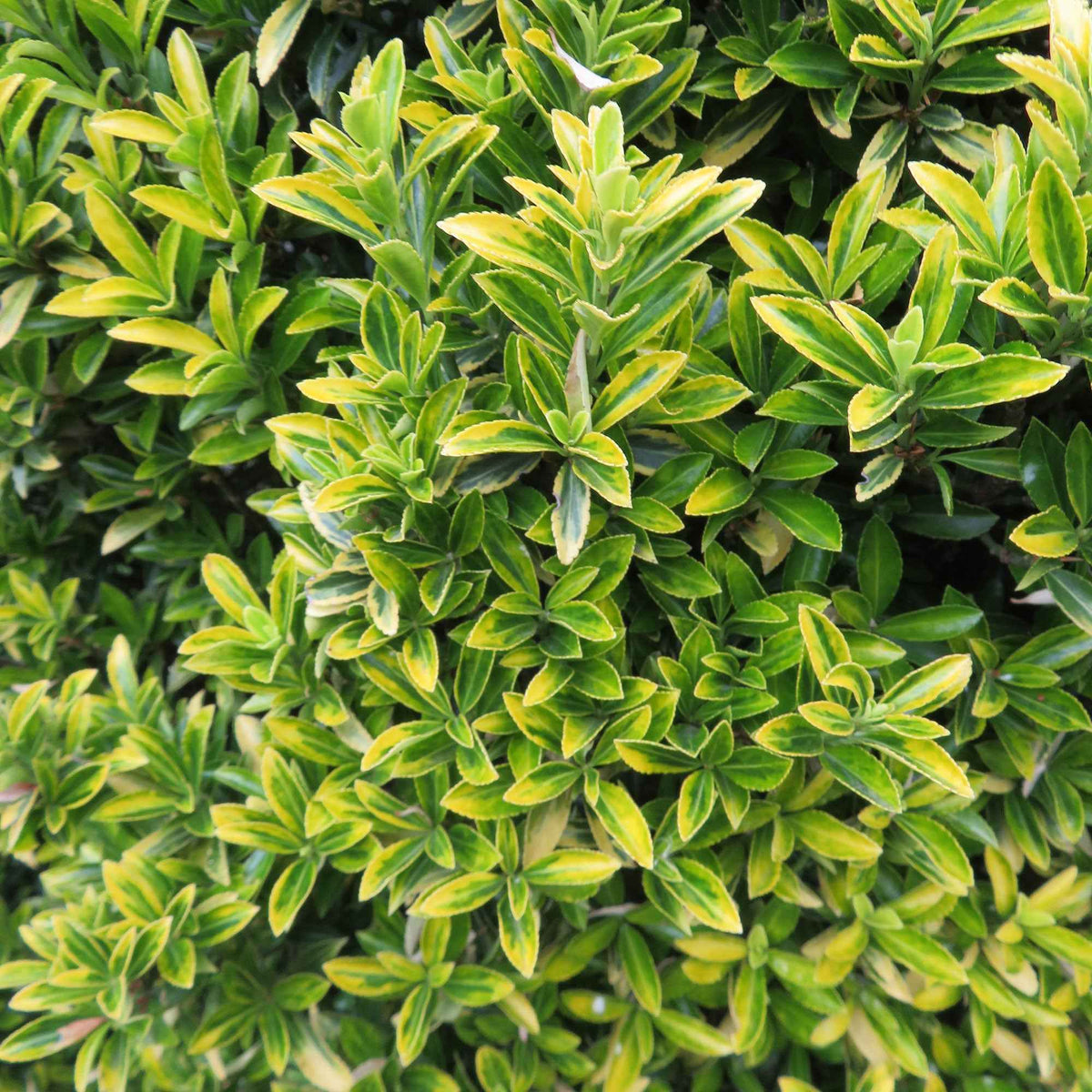 Euonymus japonicus microphyllus Aureovariegatus - Fusain du Japon aureovariegatus - Arbustes fleuris