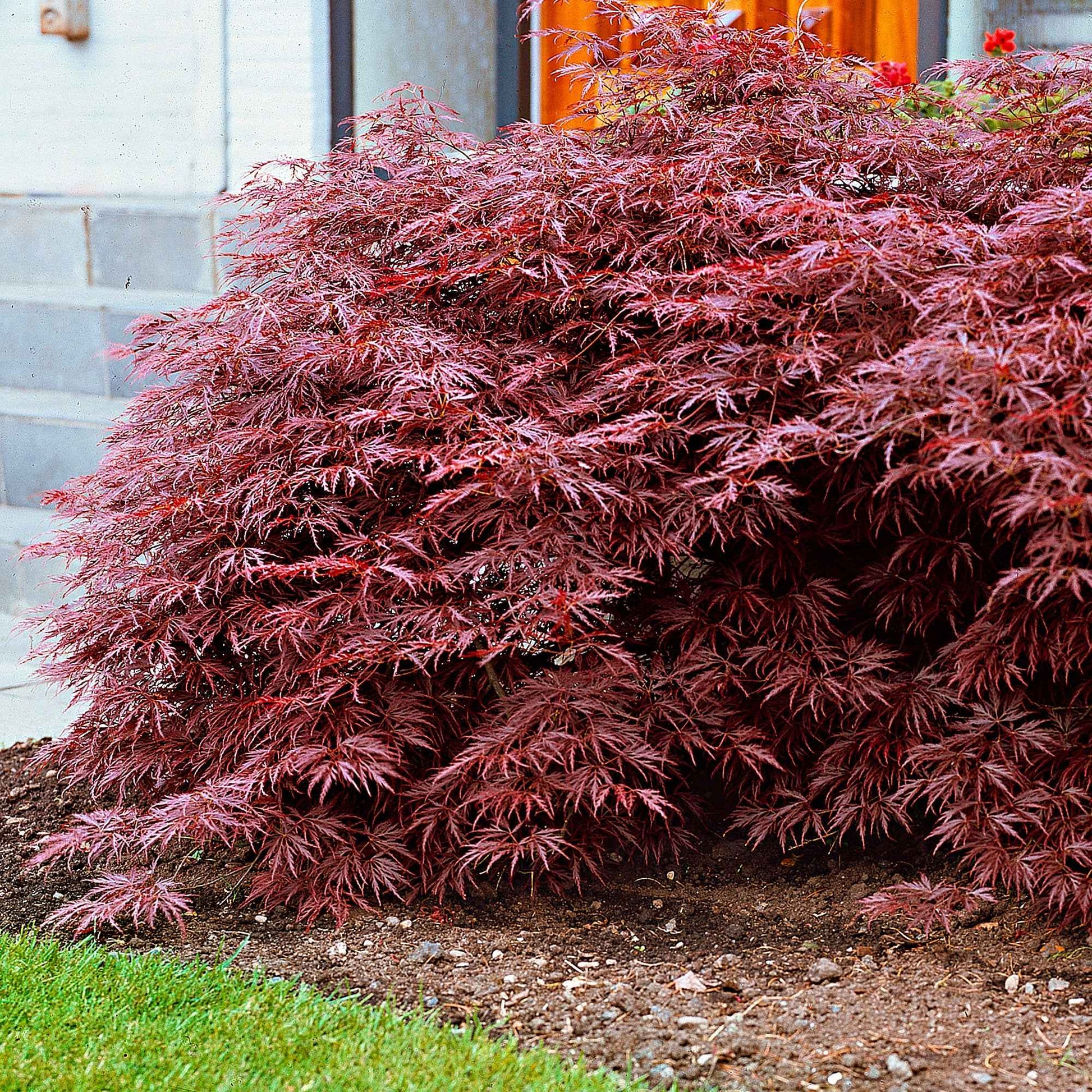 Bakker - Collection de 3 arbustes pour jardin japonais - Fargesia scabrida, cornus controversa, acer palmat - Plantes d'extérieur