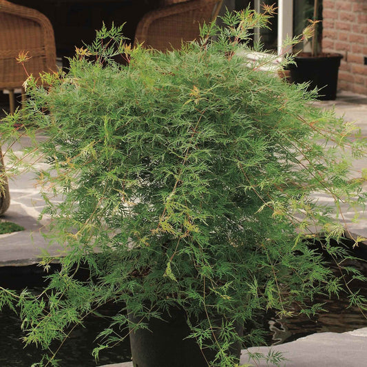 Erable japonais 'Emerald Lace' - Arbustes