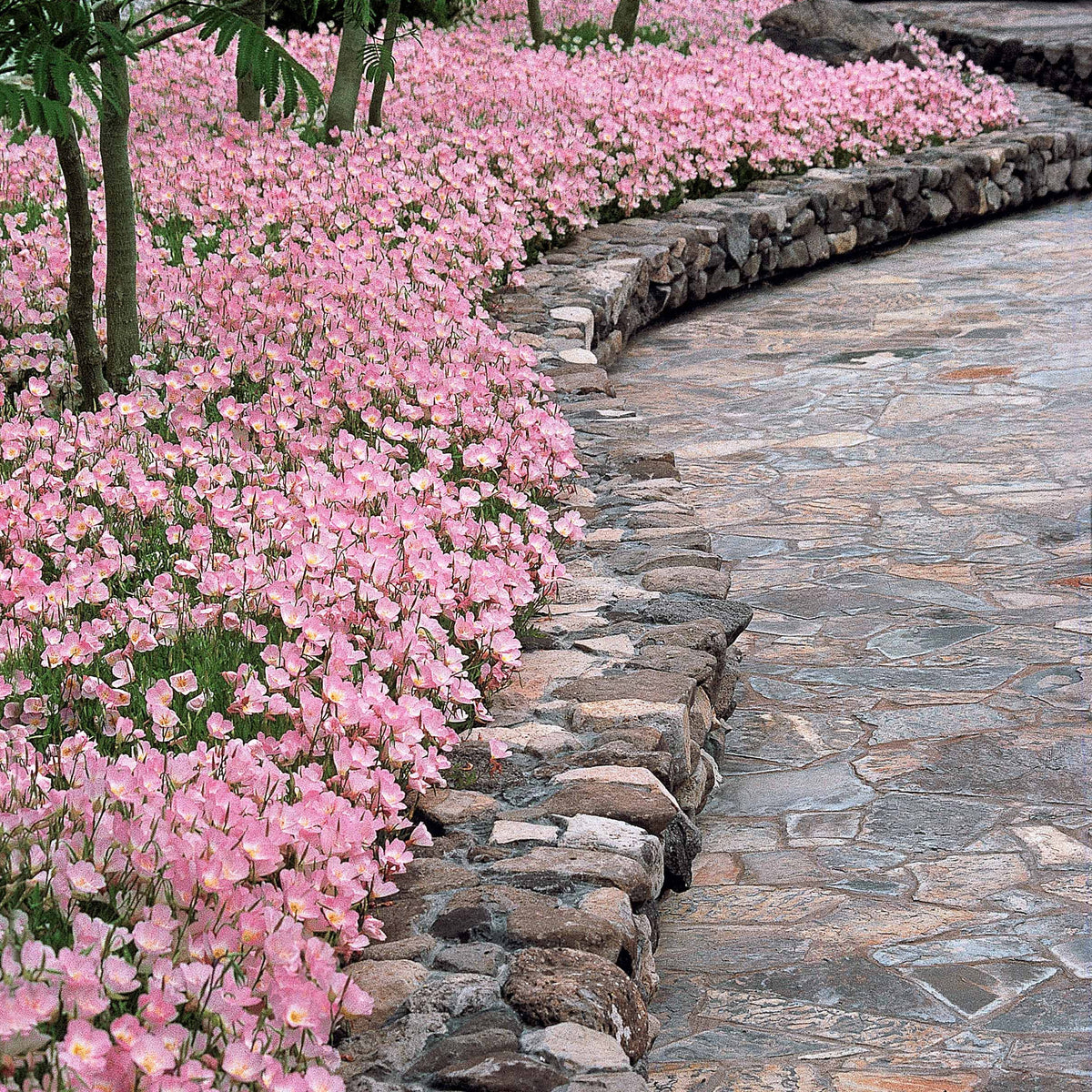 Vente 2 Oenothères roses Siskiyou Pink