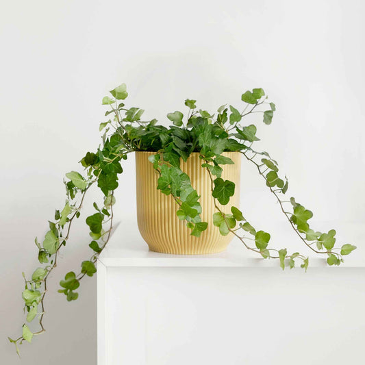 Lierre grimpant Hedera 'Wonder'  - Plante suspendue - Bakker