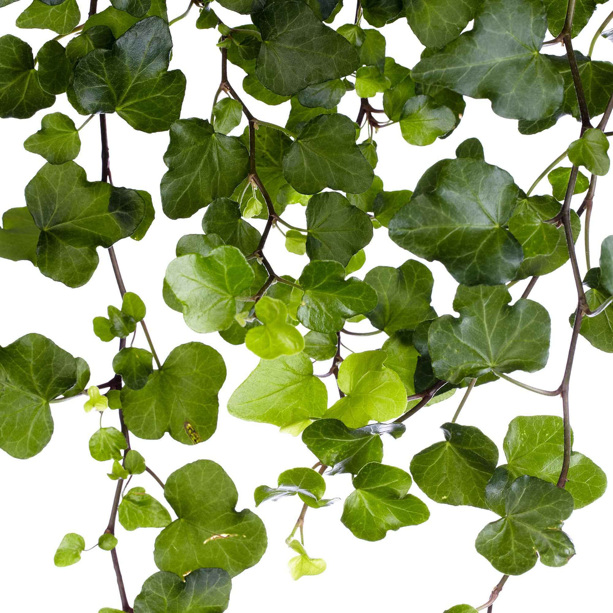Lierre grimpant Hedera 'Wonder'  - Plante suspendue - Hedera helix wonder - Bakker