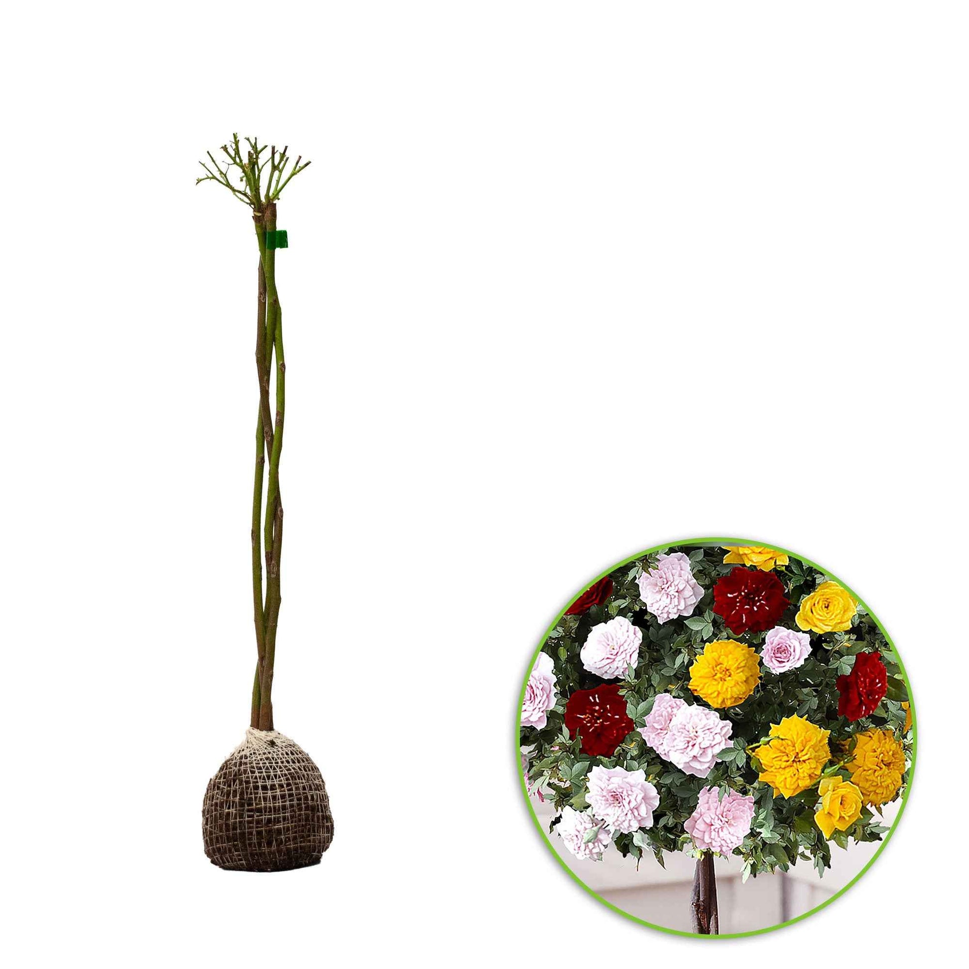 Rosier-tige Tricolor Parfum Bomb - 1x hauteur de livraison 70 cm, pot de Diamètre 9 cm - Arbustes - undefined