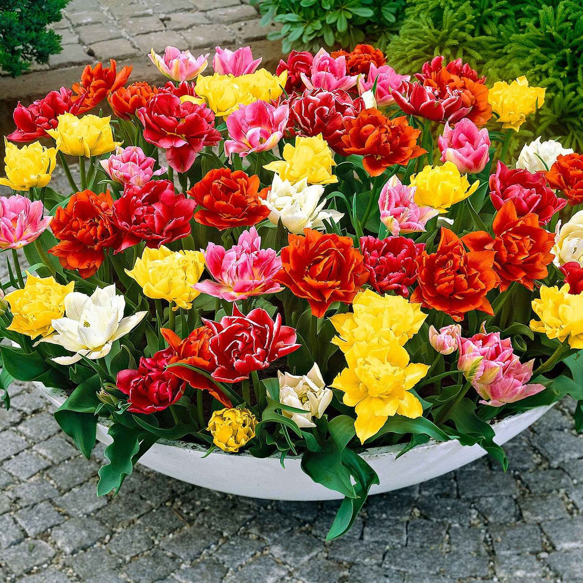 Tulipes doubles 'Murillo' en mélange - Bakker
