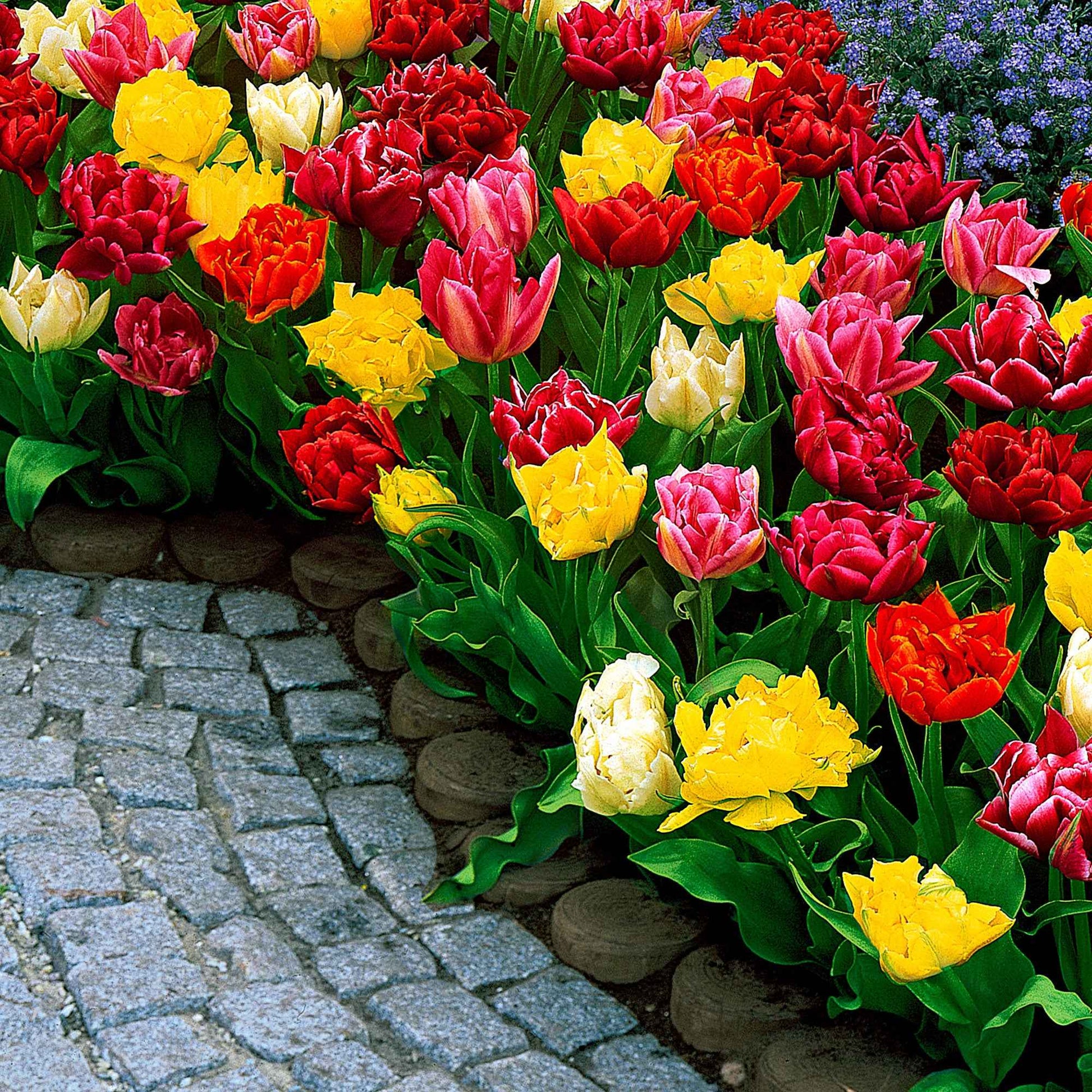 25x Tulipes doubles - mélange - Tous les bulbes de fleurs populaires