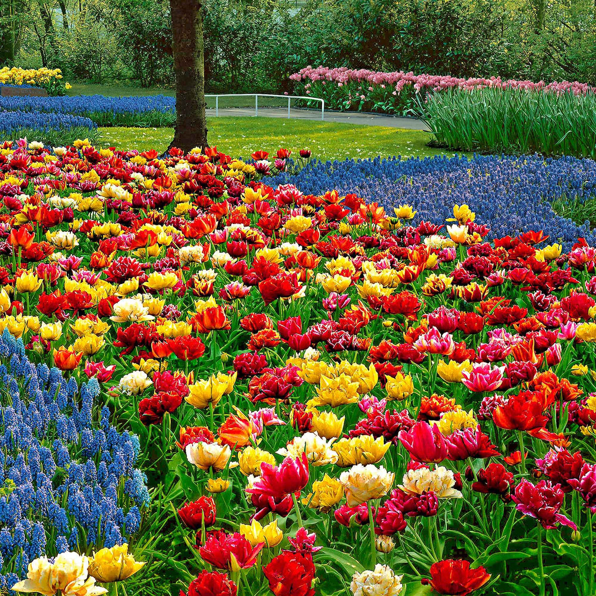 Tulipa murillo - Tulipes doubles 'Murillo' en mélange - Bulbes de Tulipe