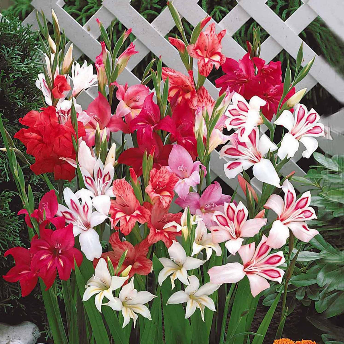 20 Glaïeuls nains en mélange - Gladiolus nanus - Bakker