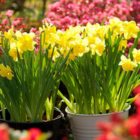 Narcisses Narcissus 'Dutch Master' jaune - Bulbes de fleurs populaires