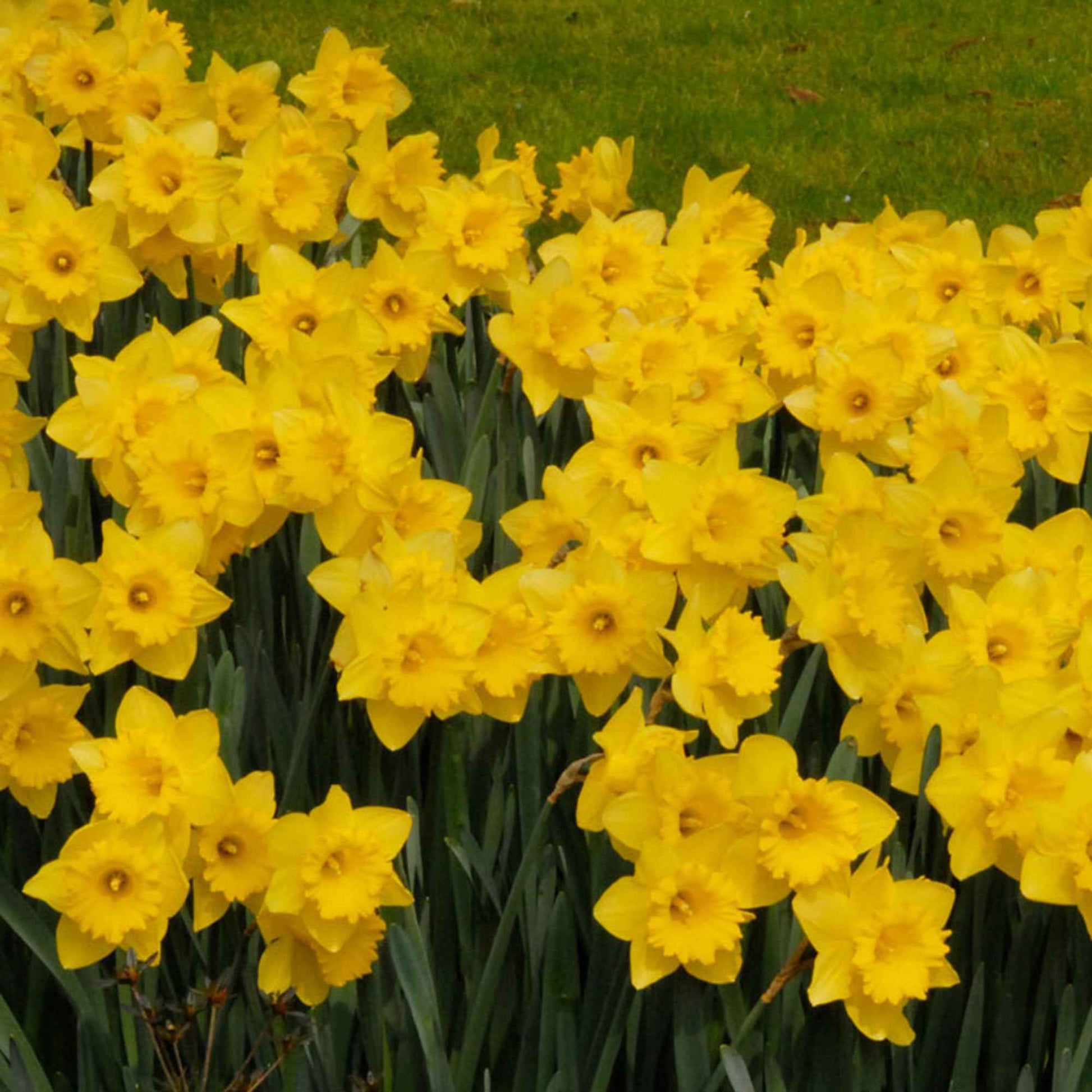 Narcisses Narcissus 'Dutch Master' jaune - Narcisses