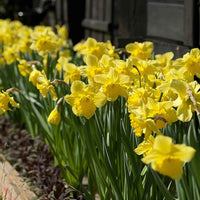 Narcisses Narcissus 'Dutch Master' jaune - Tous les bulbes de fleurs populaires