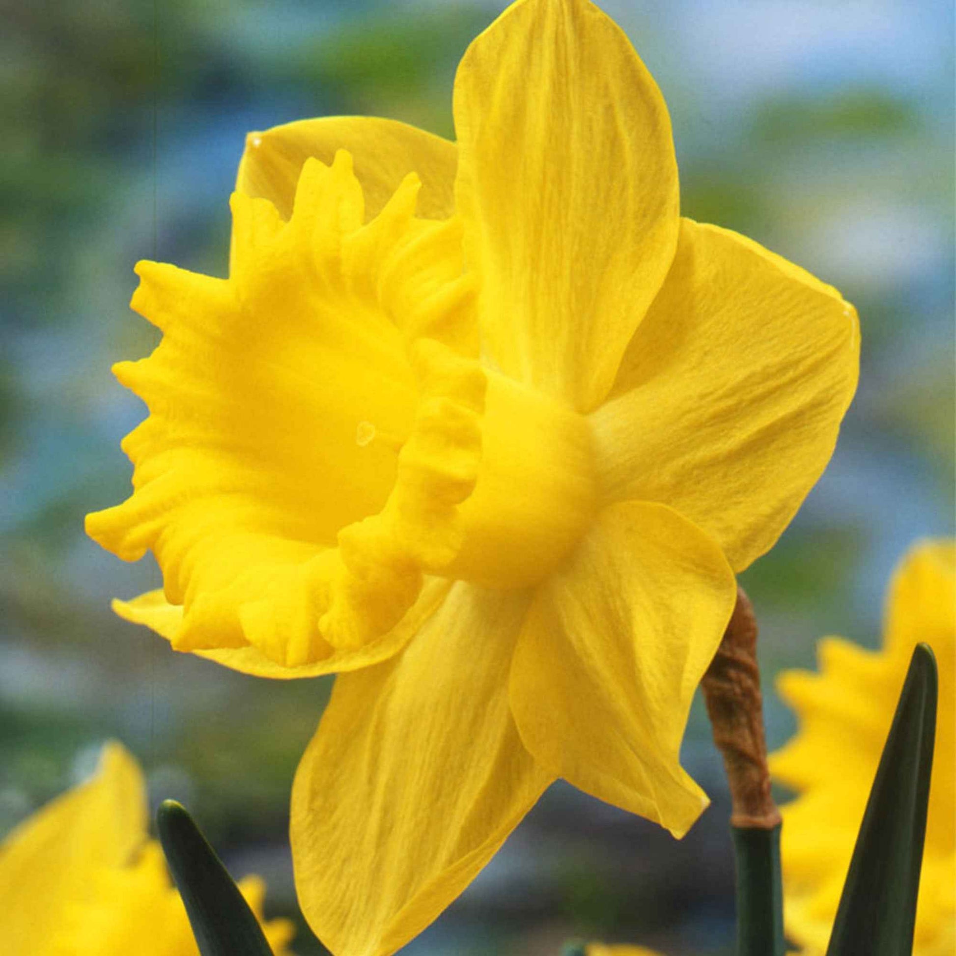 Narcisses Narcissus 'Dutch Master' jaune - Bulbes de printemps