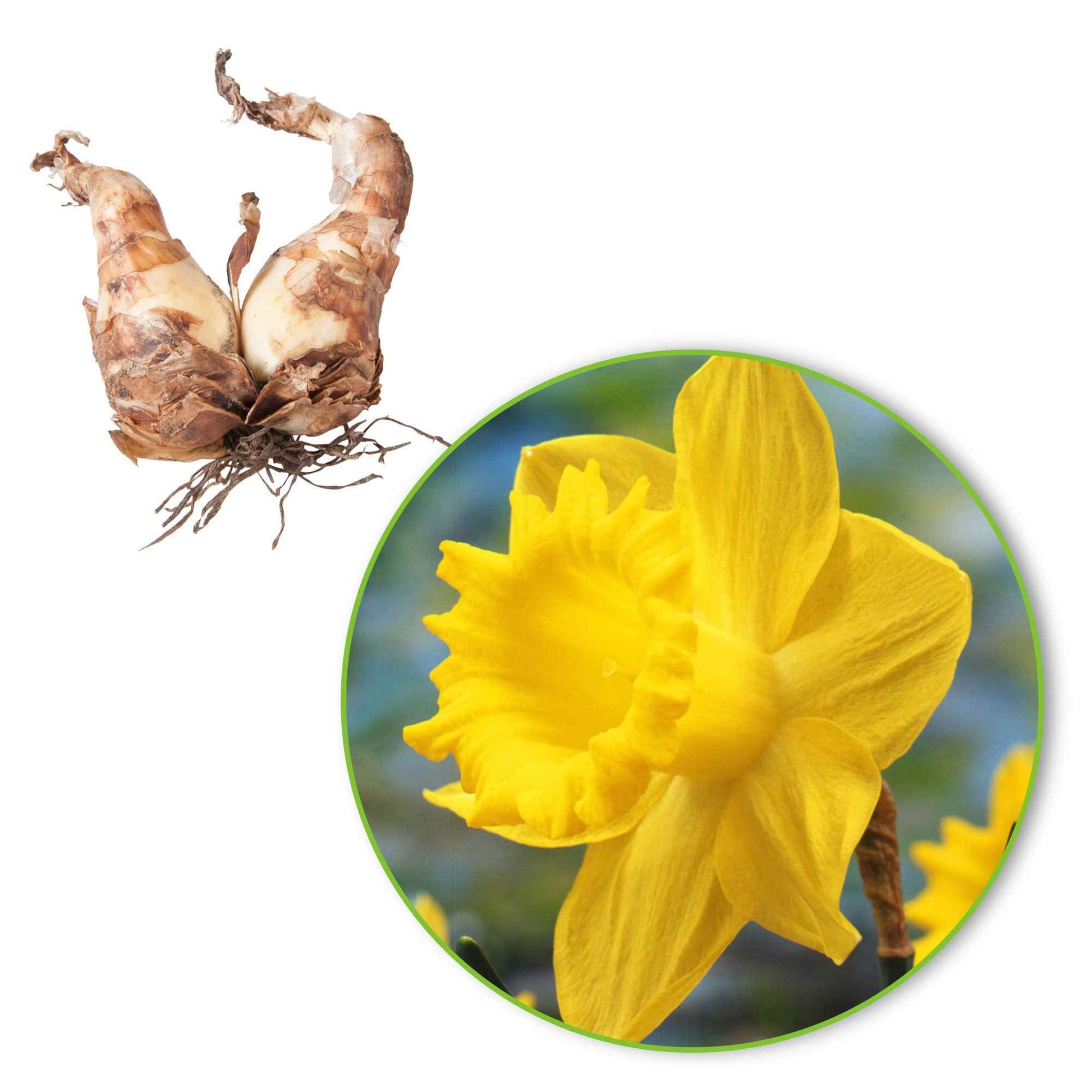 Narcisses Narcissus 'Dutch Master' jaune - Bulbes de fleurs pour la terrasse et le balcon
