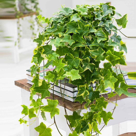 Lierre 'Goldchild' - Hedera - Lierre grimpant