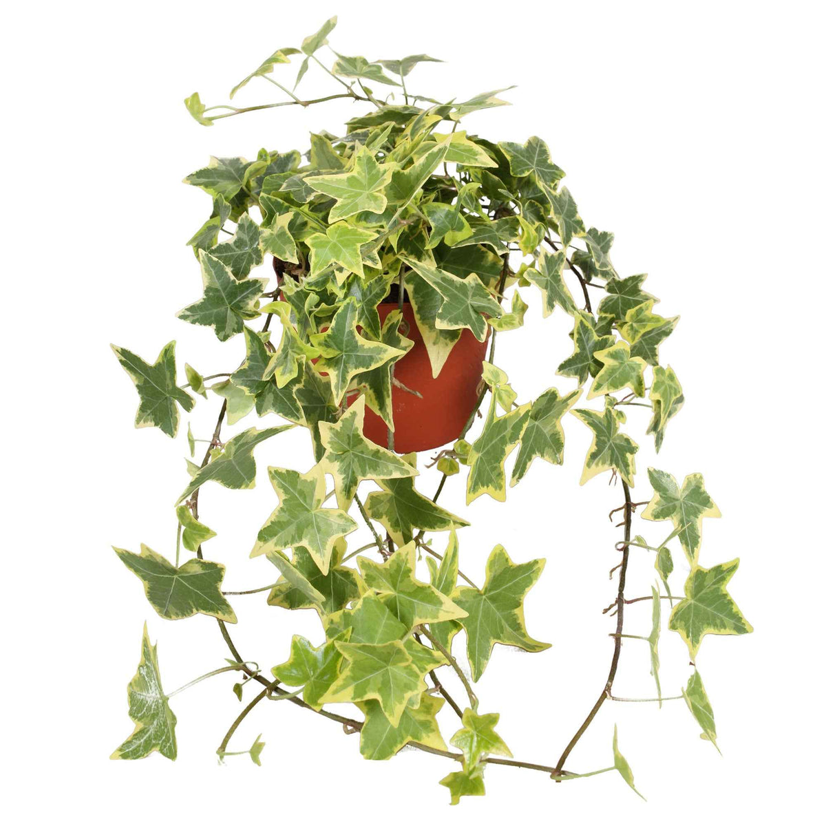 Hedera helix 'Goldchild' - Lierre 'Goldchild' - Lierre