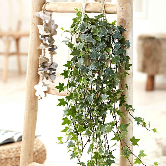 Lierre grimpant Hedera 'Eva'  - Plante suspendue - Bakker
