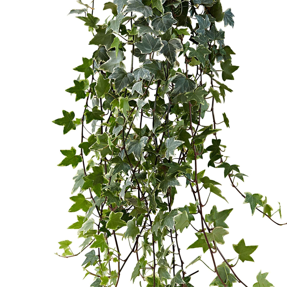 Lierre grimpant Hedera 'Eva'  - Plante suspendue - Hedera helix eva - Bakker