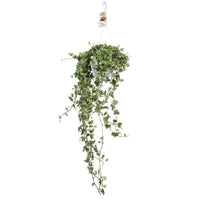 Lierre grimpant Hedera Eva - Plante suspendue - 1x hauteur de livraison 50-55 cm, pot de Diamètre 17 cm - Petites plantes d intérieur - undefined