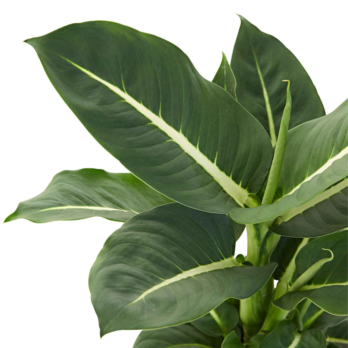 Dieffenbachia 'Green Magic' - Dieffenbachia green magic - Bakker