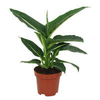 Dieffenbachia Green Magic - 1x hauteur de livraison 35-40 cm, pot de Diamètre 12 cm - Petites plantes d intérieur - undefined