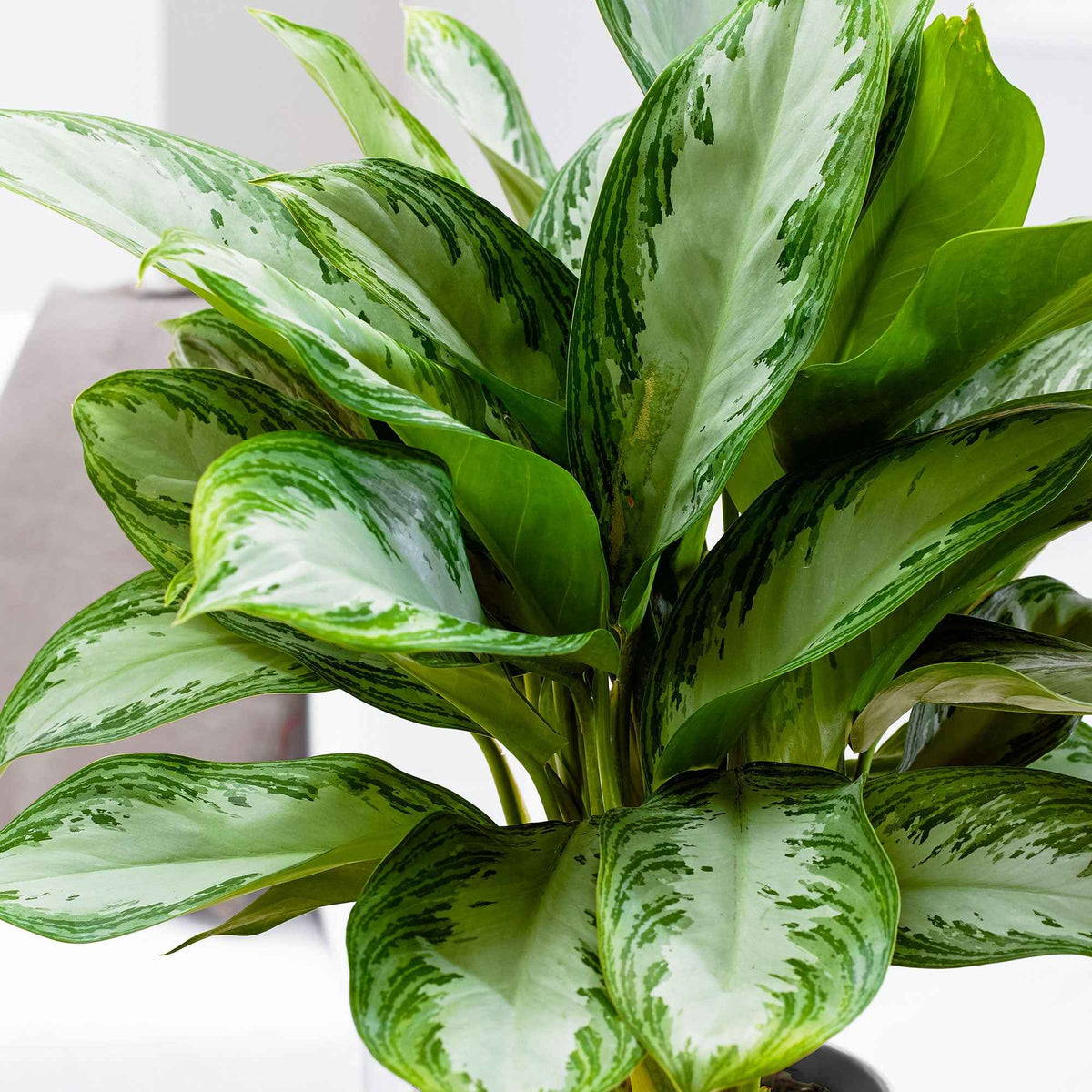 Aglaonema 'Silver Bay' gris-vert - Aglaonema silver bay - Bakker