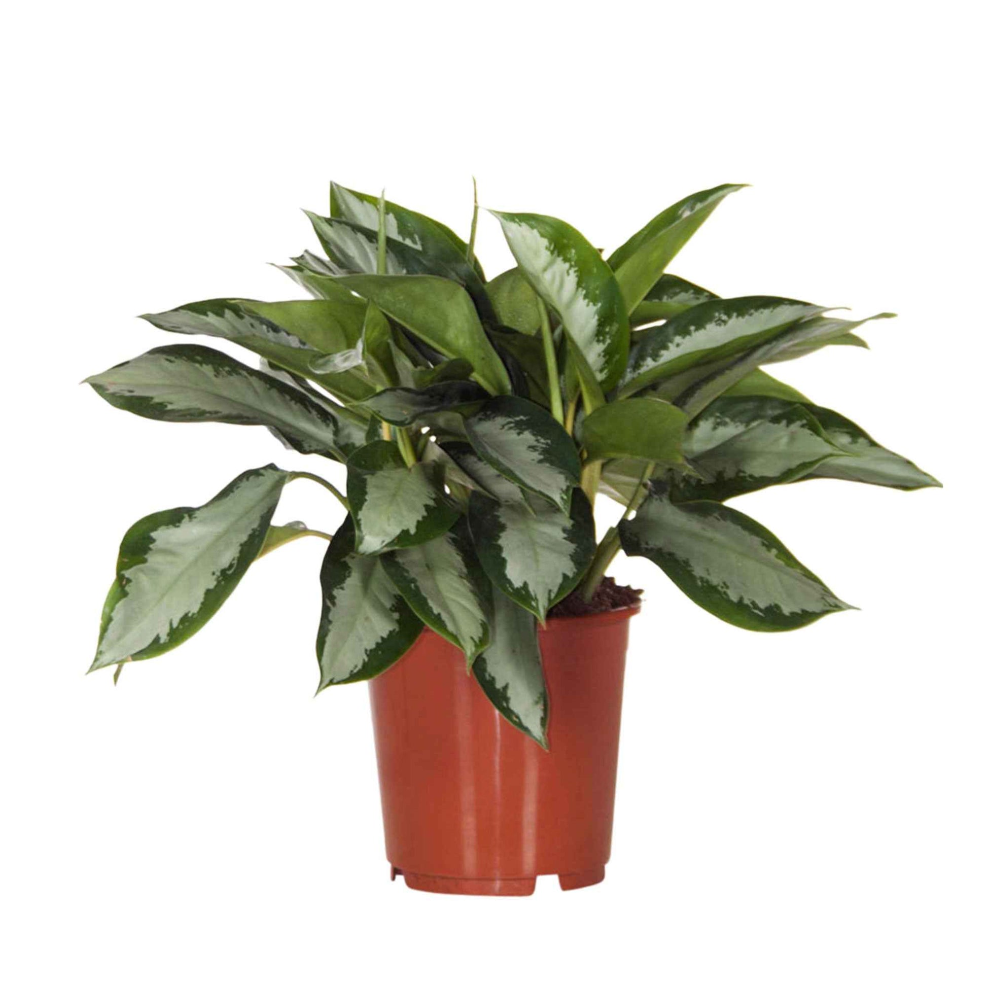 aglaonema entretien Aglaonema 'Silver Bay' gris-vert