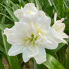 Amaryllis Hippeastrum 'Arctic Nymph' doubles fleurs blanc - Amaryllis