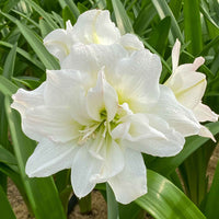 Collection d'Amaryllis rose et blanche