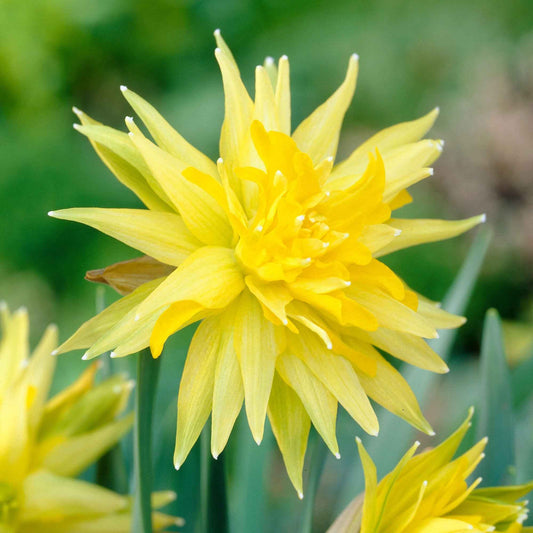 20x Narcisses  Narcissus 'Rip van Winkle' jaune - Arbustes à papillons et plantes mellifères