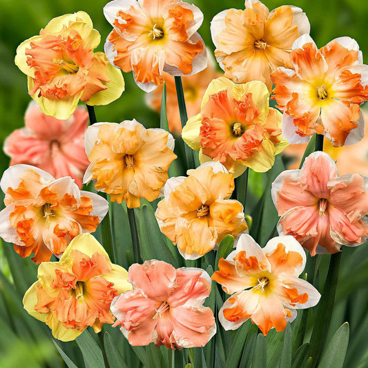 15x Narcisses Narcissus - Mélange 'Flower Power' rose-orangé-jaune - Bulbes de fleurs populaires