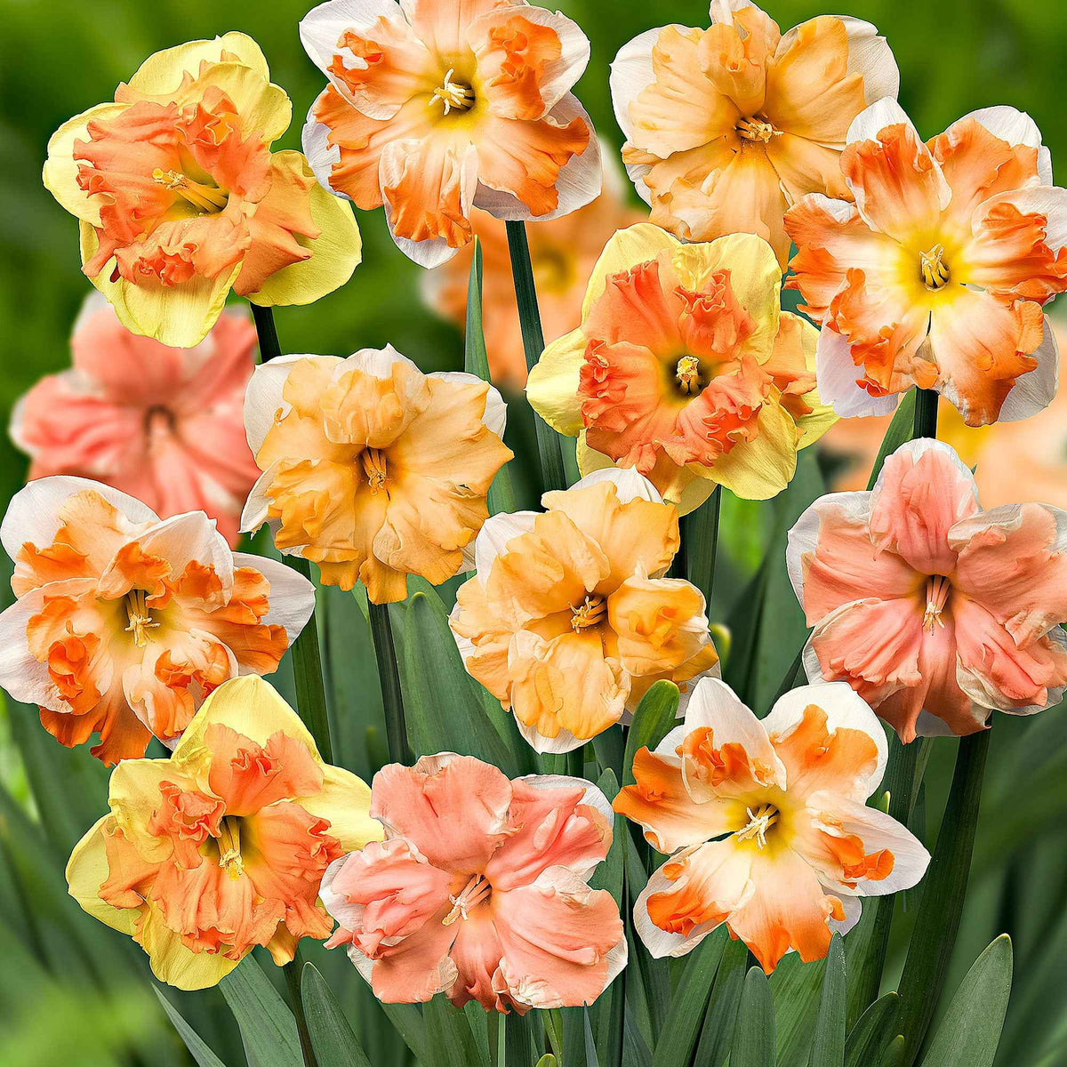 10 Narcisses à fleurs d'Orchidées en mélange - Bakker