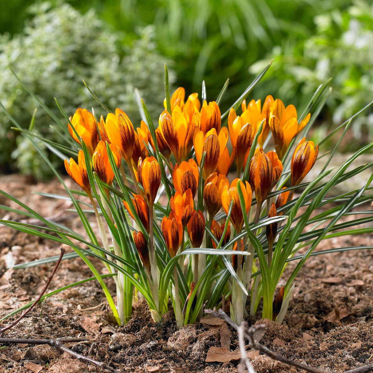 15 Crocus orange - Crocus chrysanthus orange monarch - Bakker