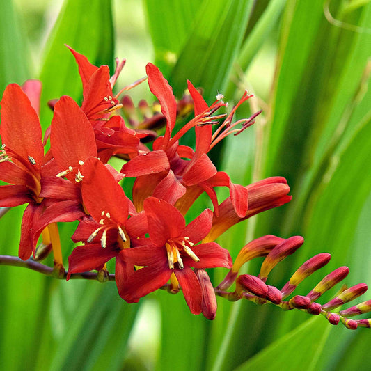 15 Crocosmias rouges - Bakker