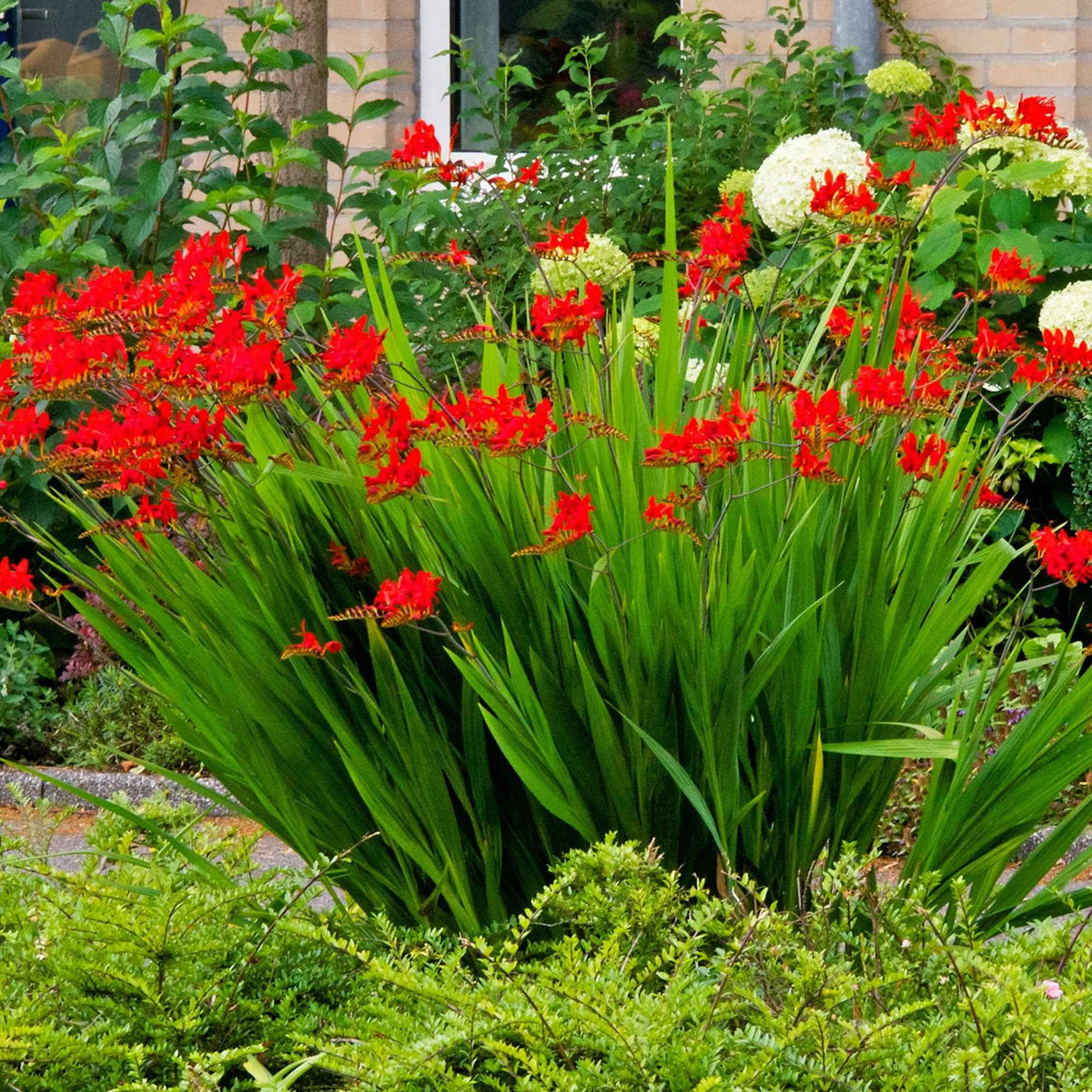 Crocosmia red - 15 Crocosmias rouges - Crocosmia