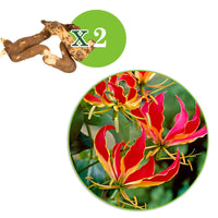 2x Gloriosa 'Rothschildiana' rouge - Tous les bulbes de fleurs