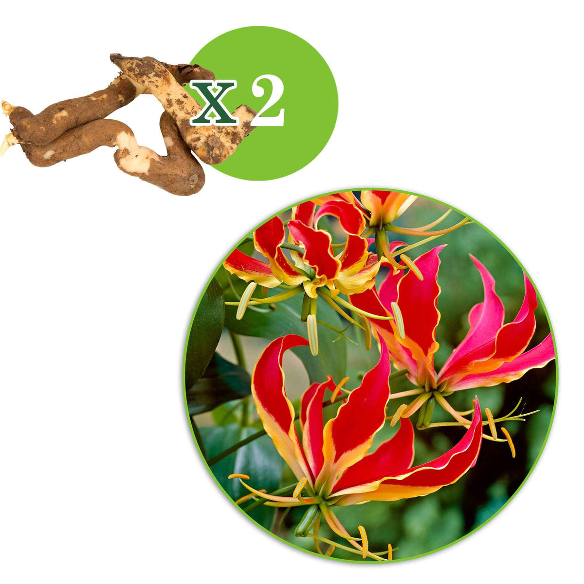 Bulbes d'été - 2 Gloriosas Rothschildiana - Gloriosa superba  'rothschildiana'