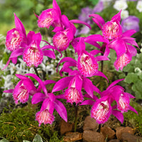 Orchidée 'Pleione Tongariro' - Tous les bulbes de fleurs