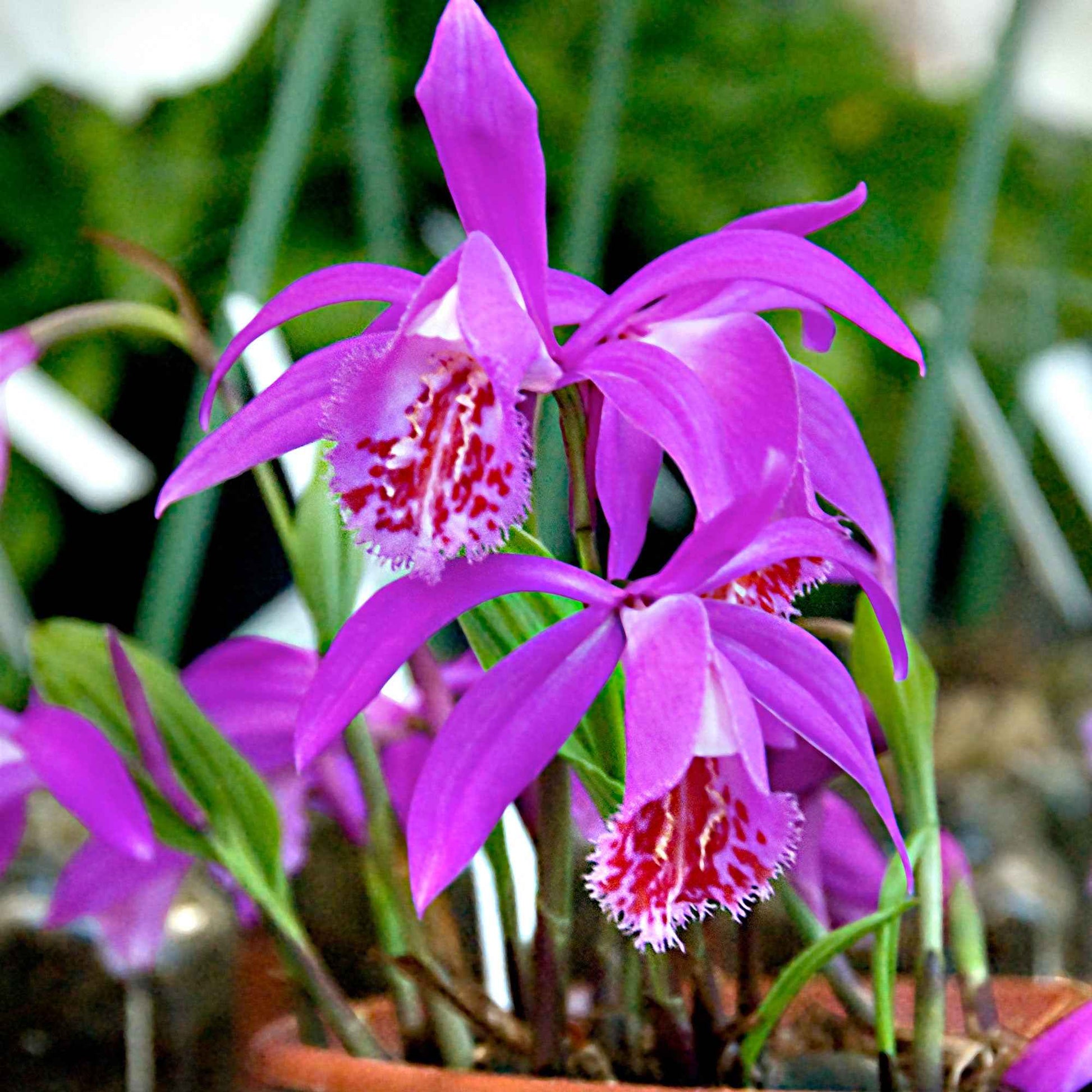 Orchidée 'Pleione Tongariro' - Tous les bulbes de fleurs