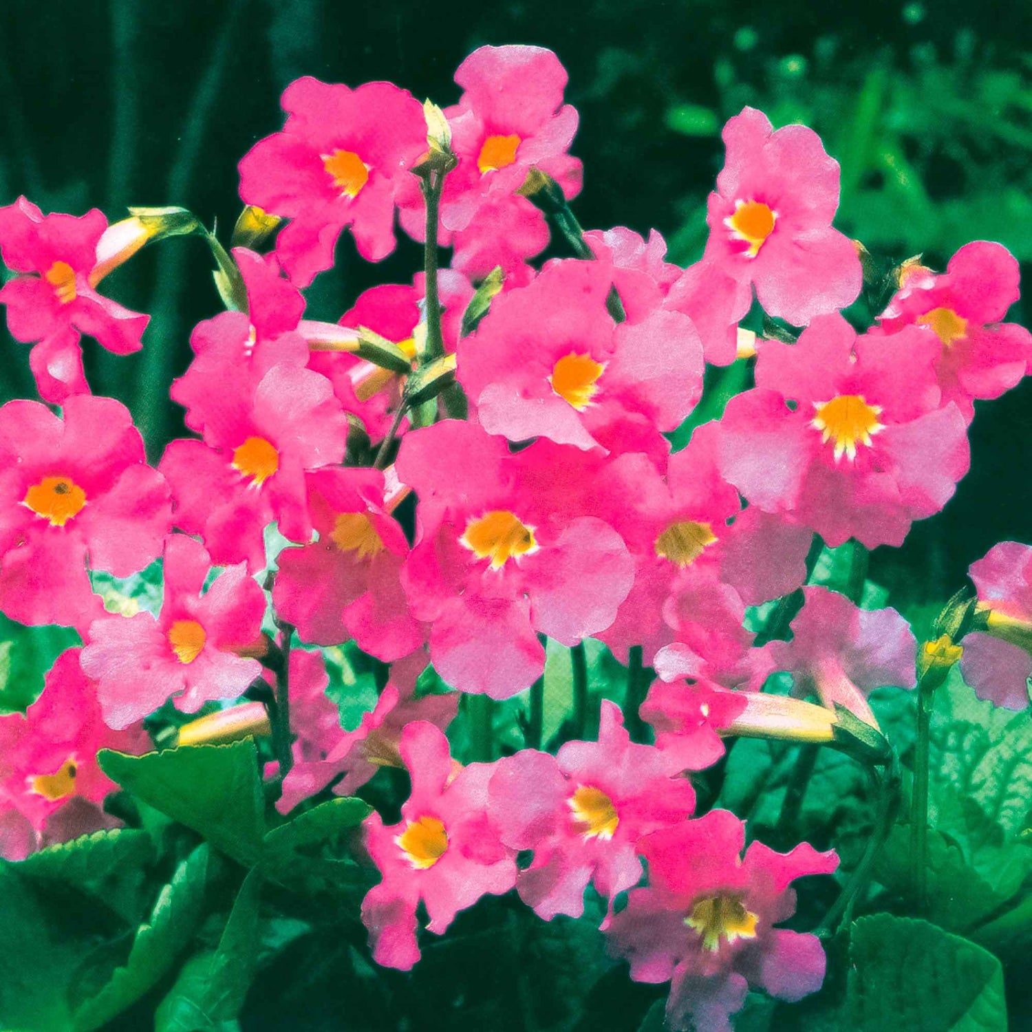 Bulbes de fleurs originaux