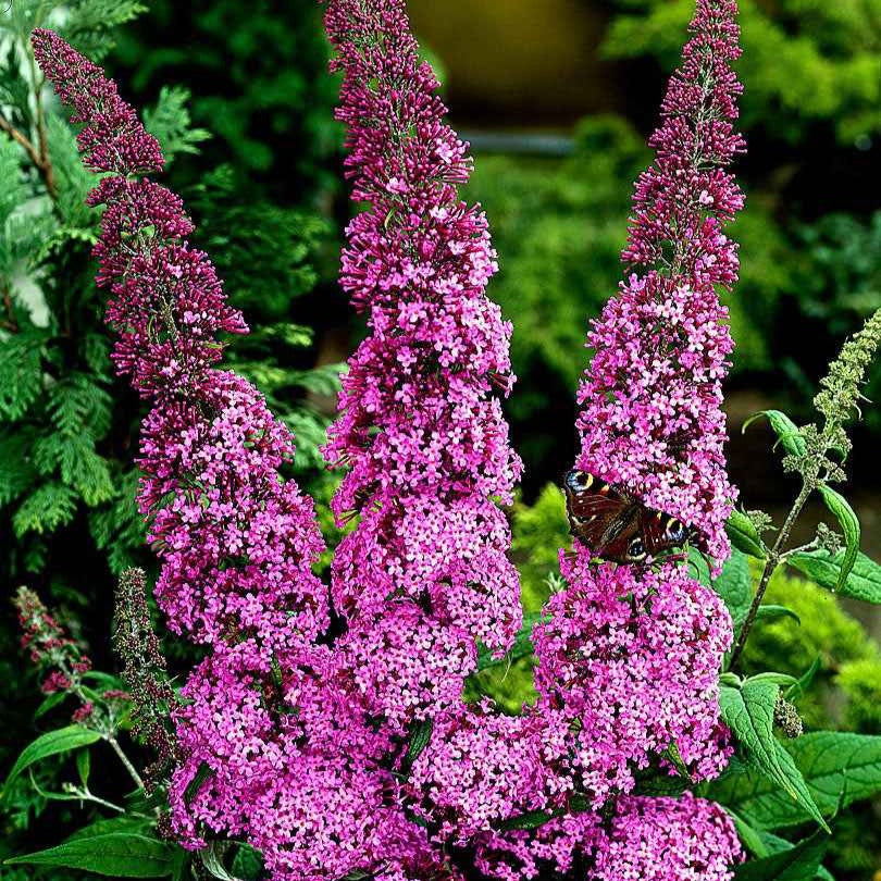 Arbre aux papillons 'Pink Delight' - Buddleja davidii pink delight - Bakker