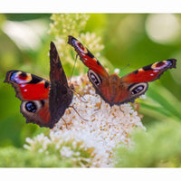 3x Arbre à papillons 'Royal Red' + 'White Profusion' + 'Empire Blue' Violet-Blanc-Rose - Arbustes fleuris