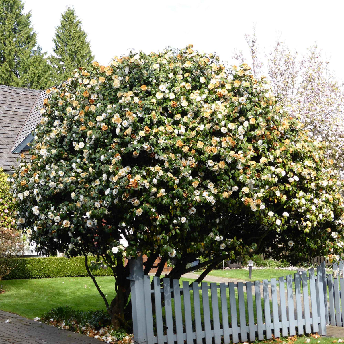 Rose du Japon Camellia 'Brushfields Yellow' blanc-jaune - Camellia japonica Brushfields Yellow - Bakker