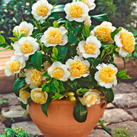 Rose du Japon Camellia 'Brushfields Yellow' blanc-jaune - Arbustes de Balcon