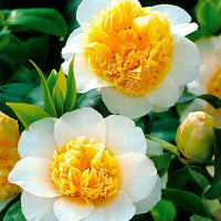 Rose du Japon Camellia 'Brushfields Yellow' blanc-jaune - Arbustes à feuillage persistant