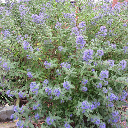Barbe bleue Caryopteris 'Heavenly Blue' - Arbustes
