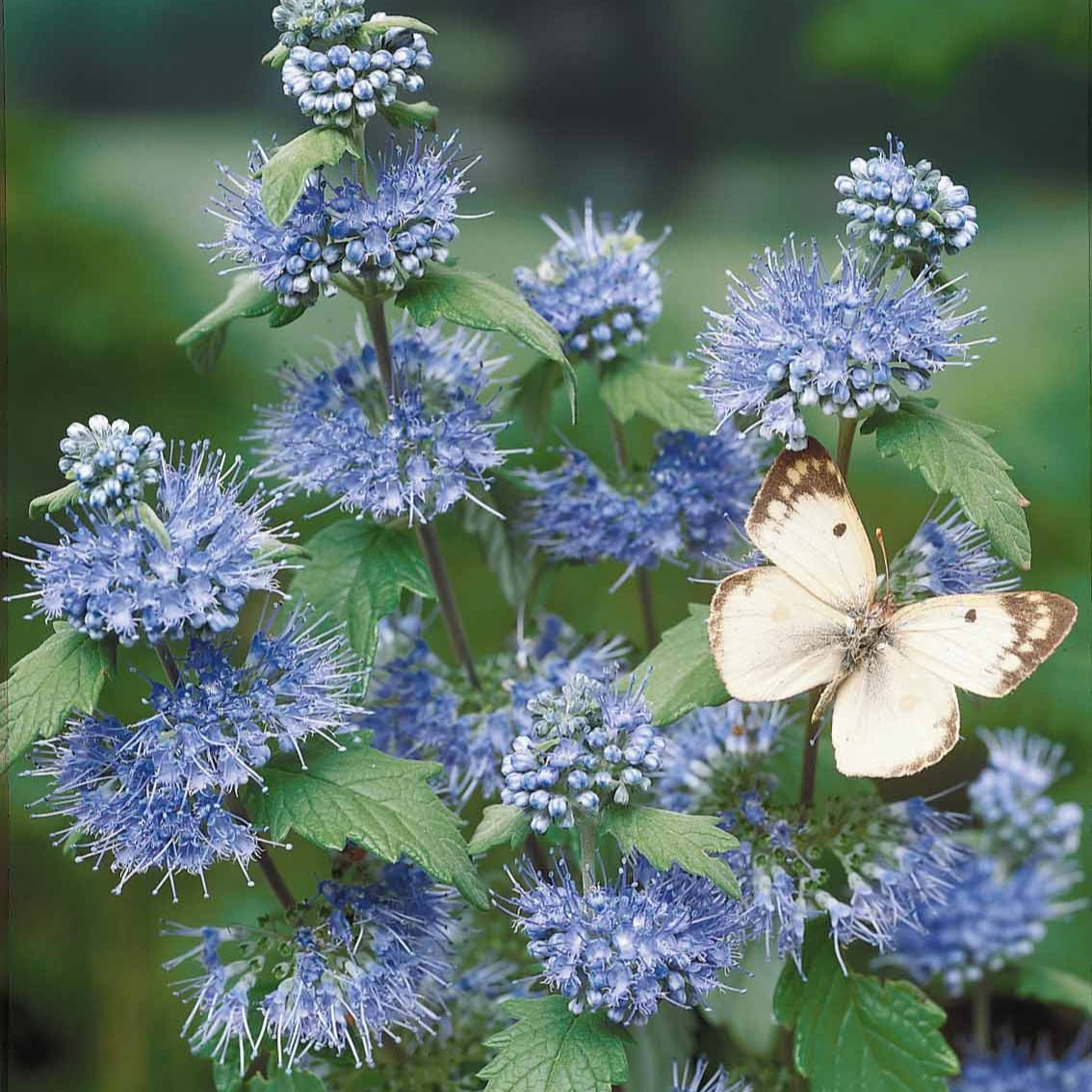 Bakker - Barbe bleue Caryopteris 'Heavenly Blue' - Caryopteris clandonensis heavenly blue - Arbustes